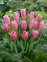 Tulipa Triumph Matchmaker