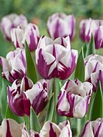 Tulipa Triumph Rems Favourite