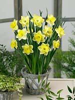 Narcissus Large Cupped Saint Patrick's Day in pot