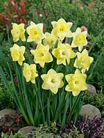 Narcissus Large Cupped Saint Patrick's Day