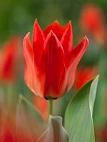 Tulipa fosteriana Princeps