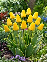 Tulipa Darwin Hybrid Garant