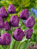 Tulipa Triumph Negrita