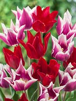 Tulipa Lily Flowered Pieter de Leur and Claudia