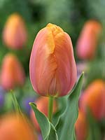 Tulipa Single Late Dordogne