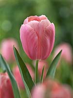 Tulipa Single Late Menton