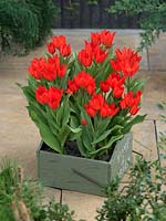 Tulipa praestans Fusilier in flower box