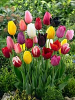 Tulipa Single Late mixed colours