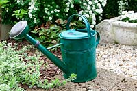 Watering can in the perennial garden