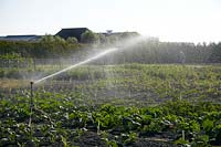 Vegetable field with watering system
