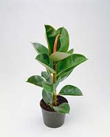 Ficus elastica Robusta