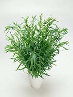 Artemisia dracunculus Russischer Estragon