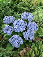 Hydrangea macrophylla YOU-ME® Passion Blue