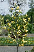 Magnolia Solar Flair