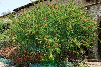 Punica granatum flowering