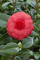 Camellia japonica Dr. Burnside