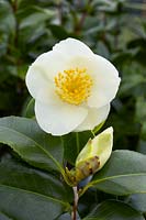 Camellia japonica Alba Simplex