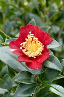 Camellia sasanqua Yuletide