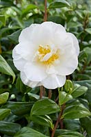 Camellia japonica Hakurakuten