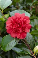 Camellia japonica Arajishi