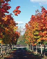 Acer platanoides in autumn