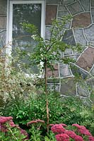 Syringa pubescens subsp. julianae Hers