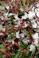 Leucothoe Curly Red in snow