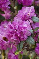Rhododendron carolinianum  P. J. Mezitt