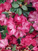 Rhododendron williamsianum Lissabon