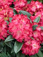 Rhododendron Berliner Liebe (R)