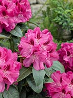 Rhododendron Regent (R)