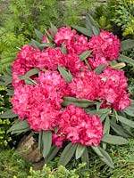 Rhododendron Diaman ®