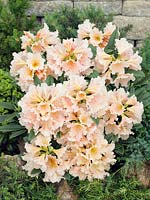 Rhododendron Gloria (R)