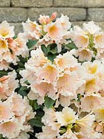 Rhododendron Gloria (R)