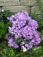 Rhododendron ponticum Imbricatum