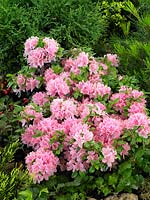 Rhododendron Kermesina Rose