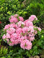 Rhododendron Kermesina Rose