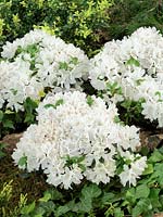 Rhododendron Kermesina Alba