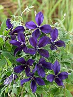 Clematis Harlow Carr ™ Victorian ™ Evipo004 (N)