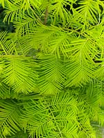 Metasequoia glyptostroboides Goldrush