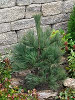 Pinus strobus Secrest