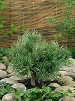 Pinus sylvestris Martham