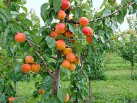 Apricot cultivation