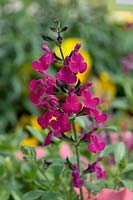 Salvia greggii Savannah Burgundy