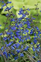 Salvia greggii Savannah Saphire Blue