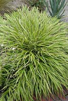 Carex morrowii Variegata