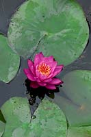 Nymphaea Perrys Baby Red