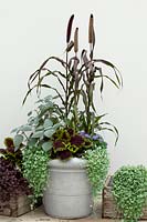 Planter with Pennisetum glaucum, Dichondra repens 