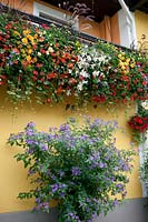 Balcony with Begonia and tub plant Lycianthes rantonnetii