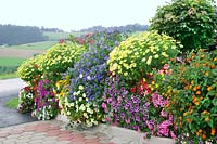 Summerflowers for the garden fence with Pelargonium, Petunia, Argyranthemum, Lantana, Lycianthes